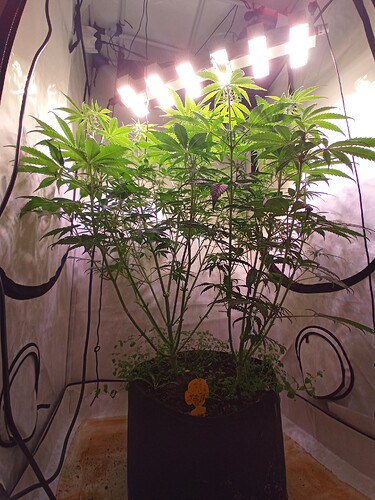 Growreport Bild 2