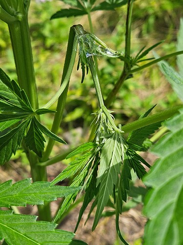 Growreport Bild 9
