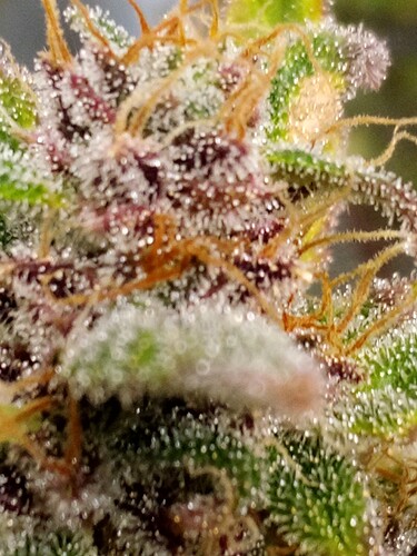 Growreport Bild 11