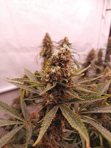 Growreport Bild 11