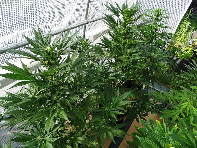 Growreport Bild 18