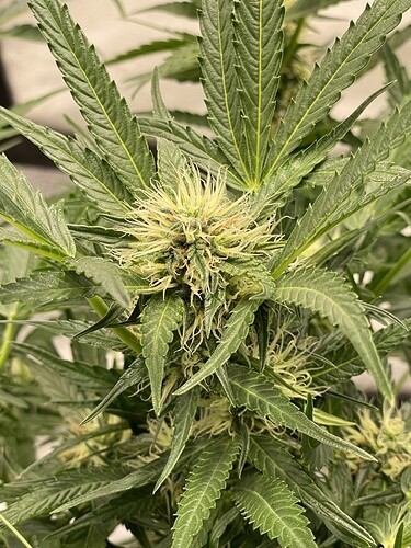 Growreport Bild 14