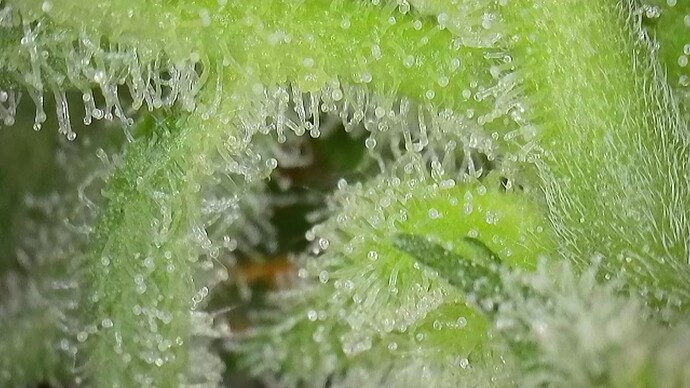 Growreport Bild 1
