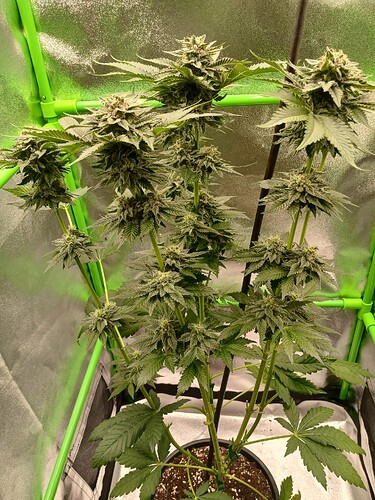 Growreport Bild 7
