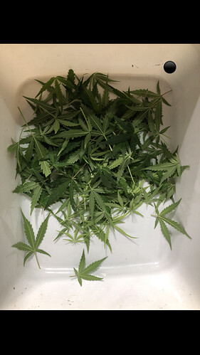 Growreport Bild 41