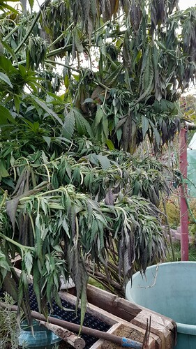 Growreport Bild 6