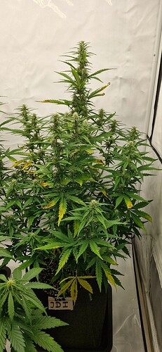 Growreport Bild 16