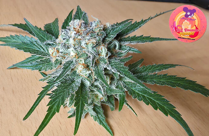 Growreport Bild 1