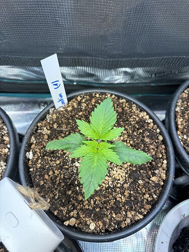 Growreport Bild 17