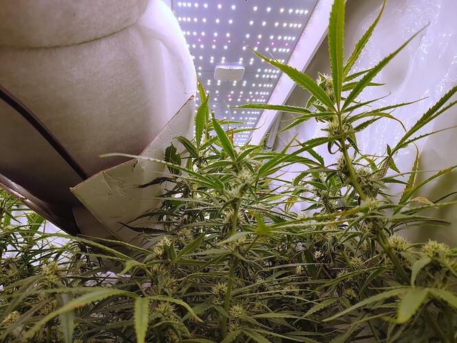 Growreport Bild 6