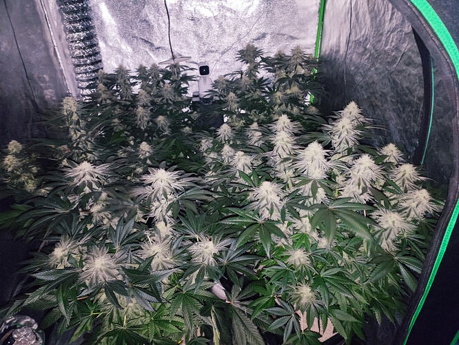 Growreport Bild 2