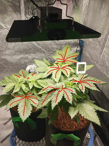 IMG_20241213_203141 - Kopie