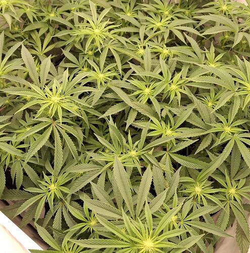 Growreport Bild 10