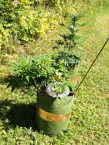 Growreport Bild 6