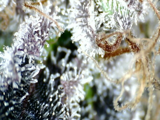 Growreport Bild 56