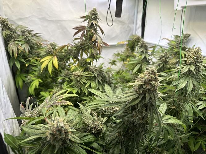 Growreport Bild 2