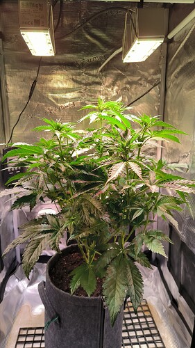 Growreport Bild 2