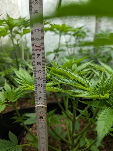 Growreport Bild 19