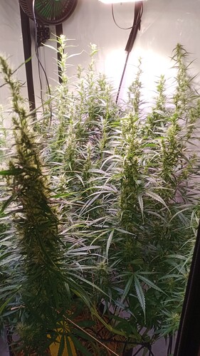 Growreport Bild 6
