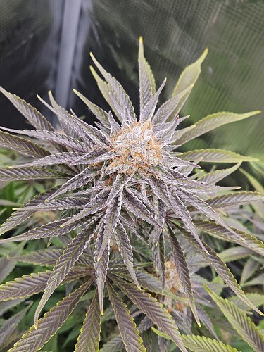 Growreport Bild 4
