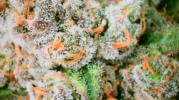Nahaufnahme eines Cannabis-Buds mit starker Trichombesiedlung und orangefarbenen Stigmen.