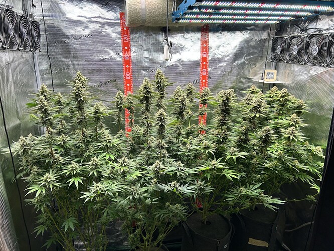 Mehrere blühende Cannabispflanzen in einem Growzelt unter LED-Beleuchtung.
