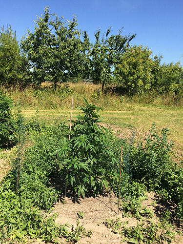 Grow26_0711_03