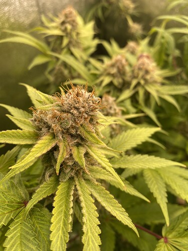 Growreport Bild 3
