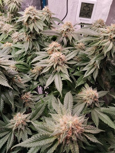 IMG_20250226_194445 - Kopie