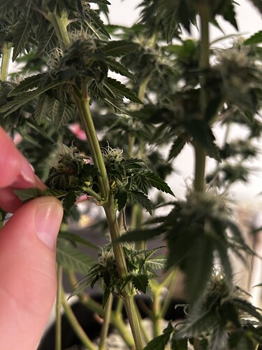 Growreport Bild 7