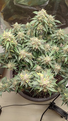 IMG_20240628_223724