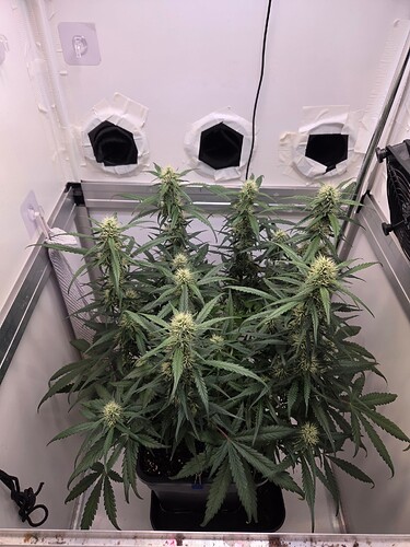 Growreport Bild 5