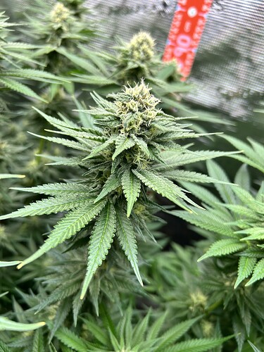 Nahaufnahme eines Cannabis-Buds in der Blütephase mit sichtbaren Stigmen und Trichomen.