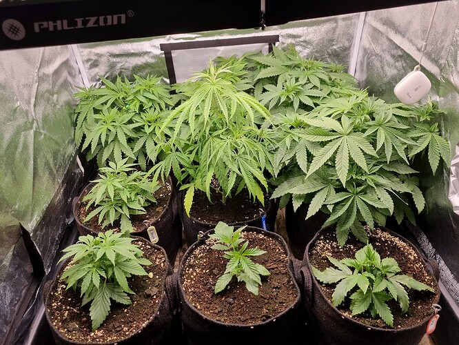 Mehrere junge Cannabispflanzen in Stofftöpfen unter einer Grow-Lampe, einige zeigen Anzeichen von Nährstoffmangel.