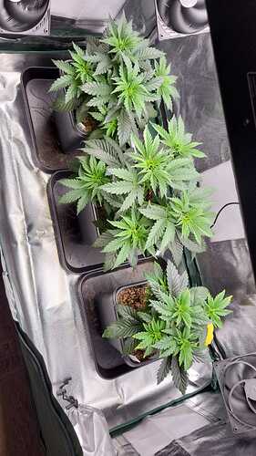 Growreport Bild 4
