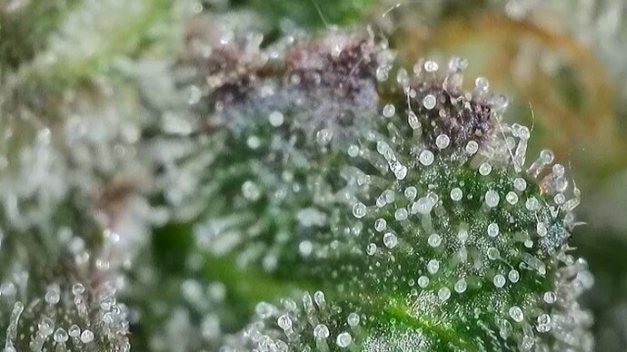 Growreport Bild 11