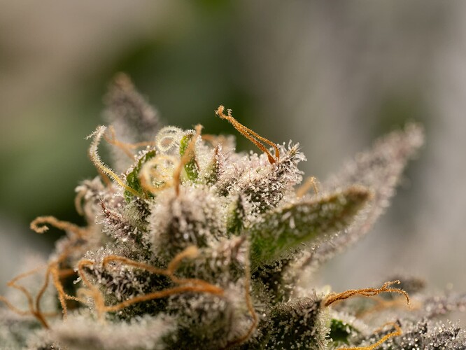 Growreport Bild 3