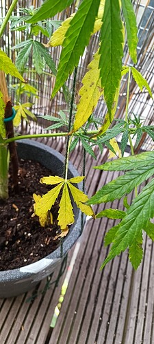 IMG_20240619_131242