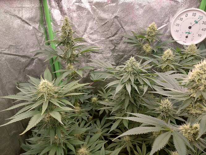 Growreport Bild 1
