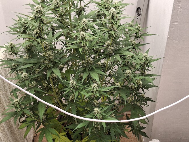 Growreport Bild 143