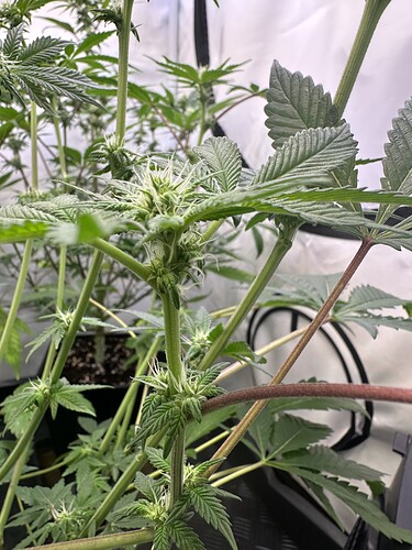 Growreport Bild 9