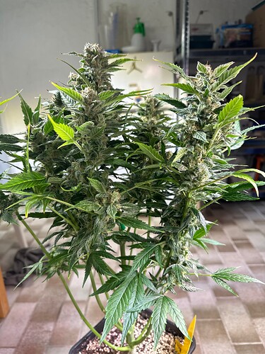 Growreport Bild 62