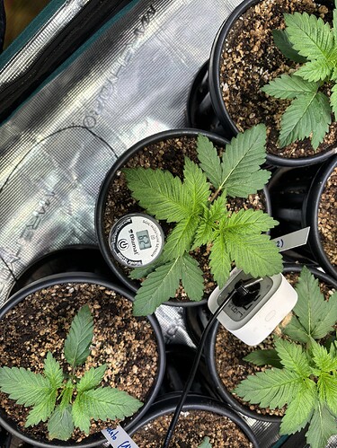 Growreport Bild 3