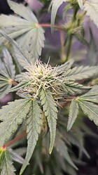 Growreport Bild 48