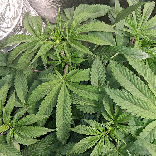 Afghani #1  05