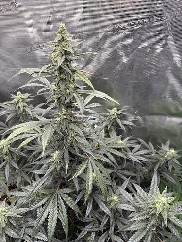 Growreport Bild 41