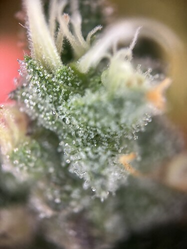 Growreport Bild 56
