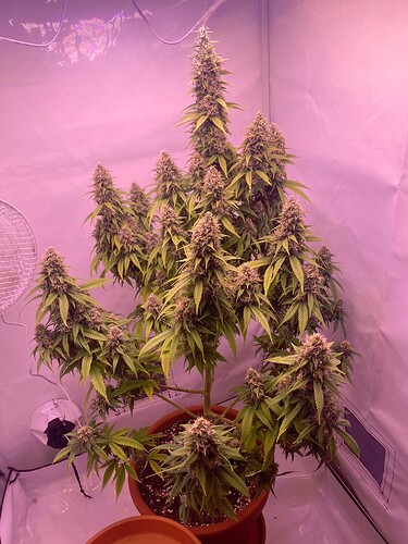 Growreport Bild 1