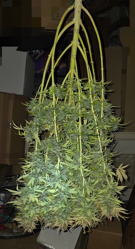 Growreport Bild 97