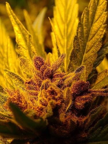 Growreport Bild 3